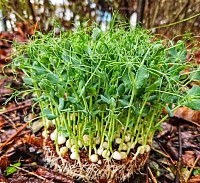 Zöldborsó mikrozöld